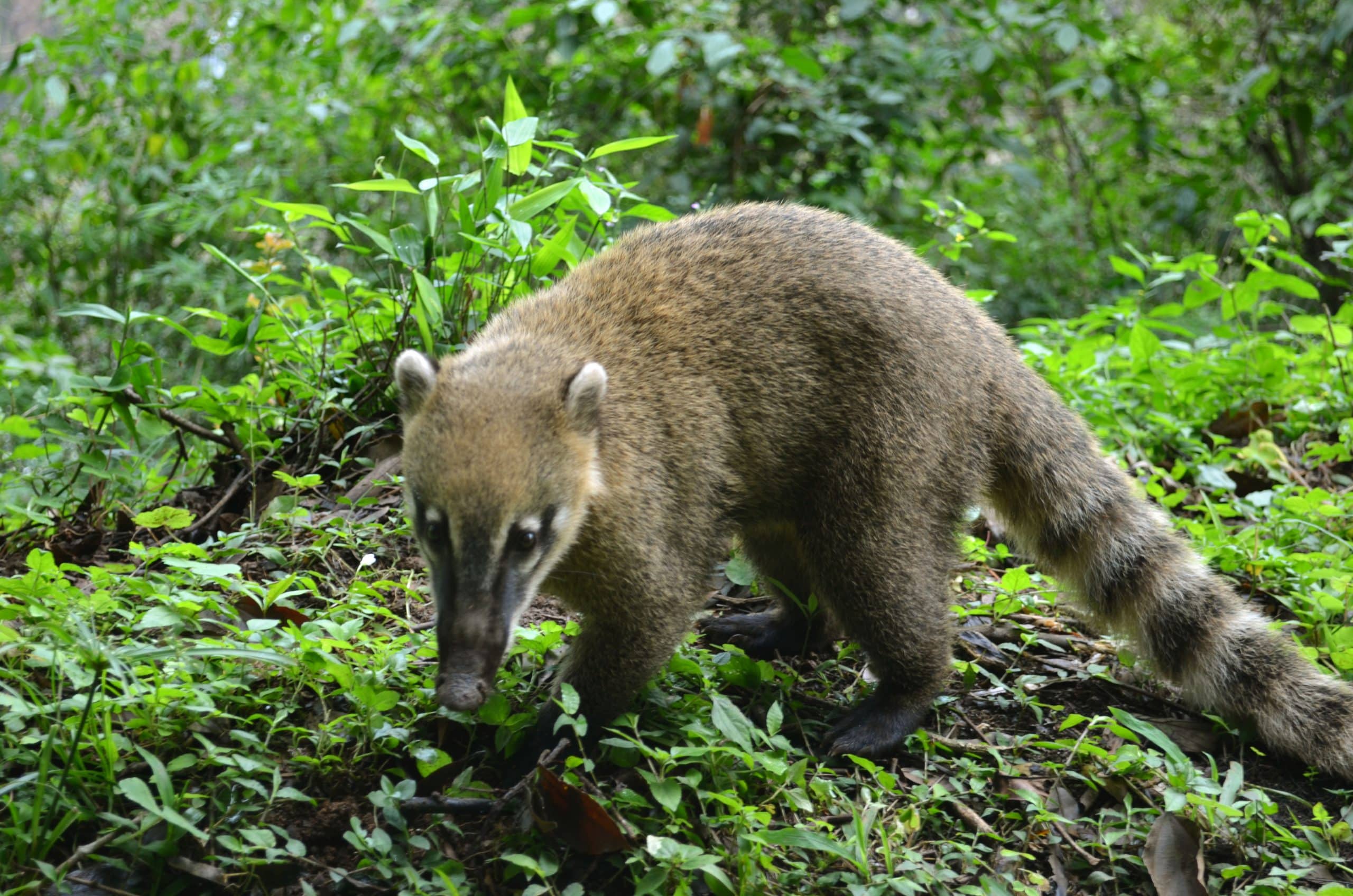 Coatis - Visite Foz